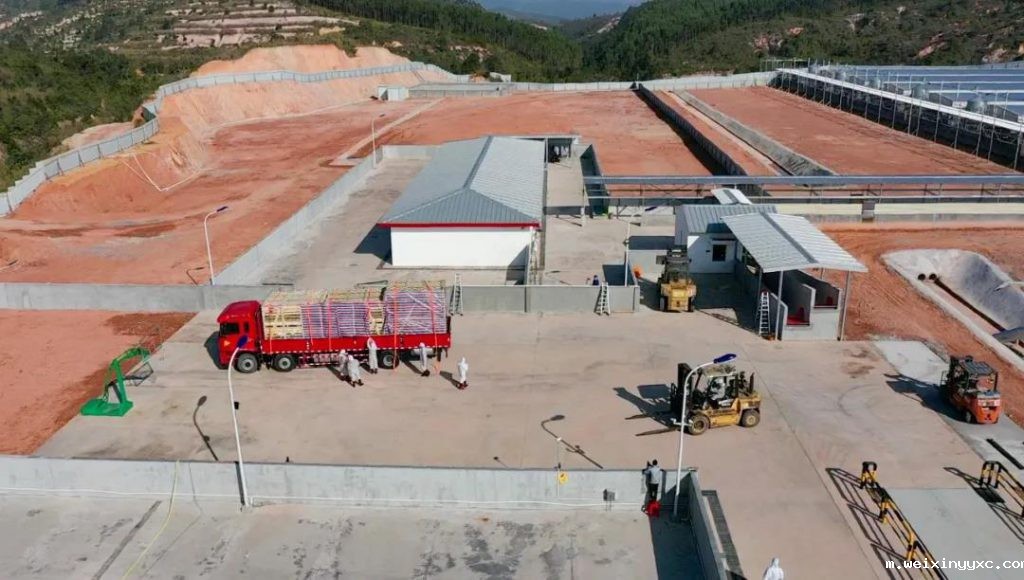 正大康地成功从丹麦引进约1700头原种猪