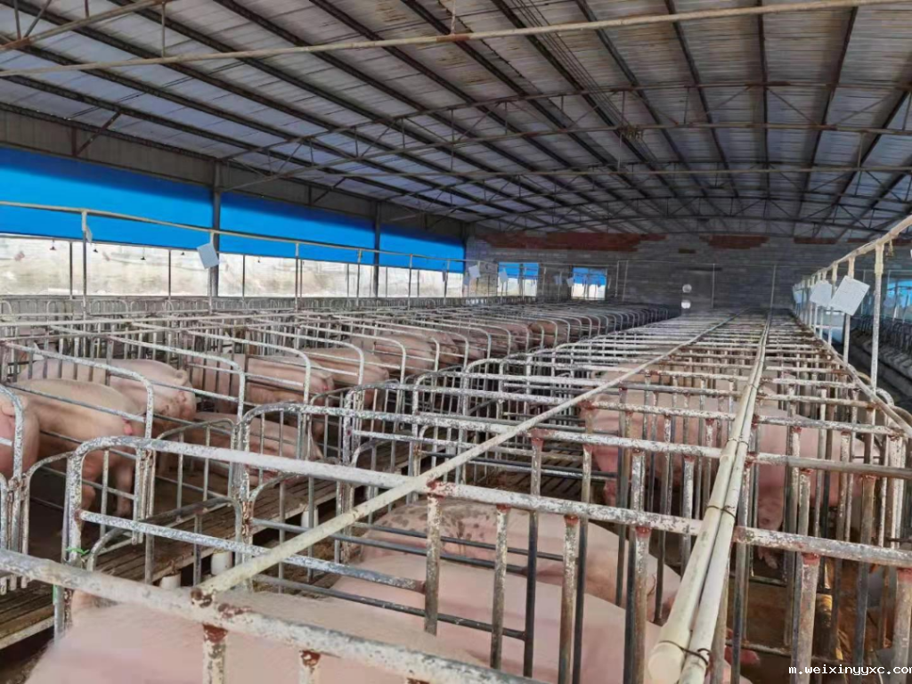 再扩200头！红酒行业出身的90后猪场老板打算将规模翻番（下）