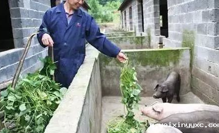 窝均产仔17头、均重3.03斤！还有什么比用17年更好的评价？