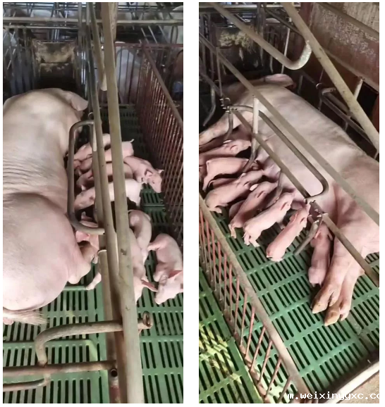 窝均产仔17头、均重3.03斤！还有什么比用17年更好的评价？