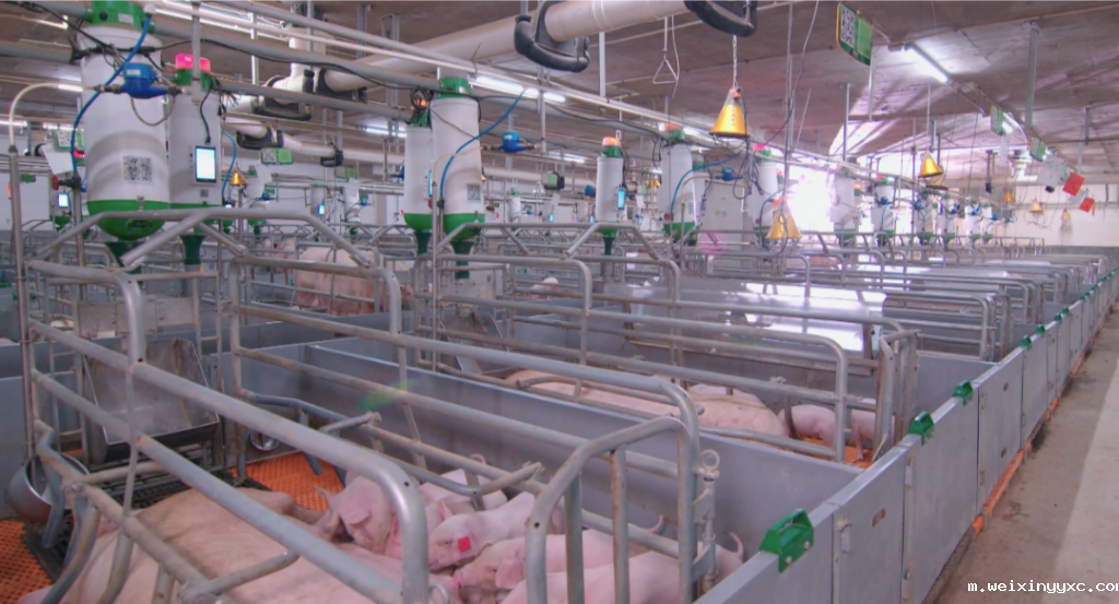 下半年行情或优于上半年？！当下优化猪群提效率是关键