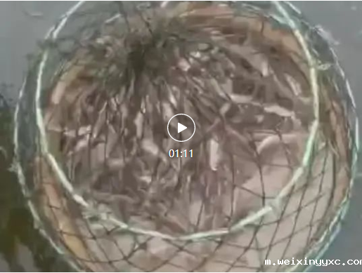 延期啦，2022第十三届中国无抗养殖高峰论坛！