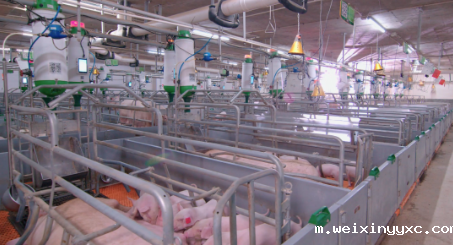 仔猪升至640元/头！有猪场老板有所为，有所不畏