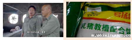 仔猪升至640元/头！有猪场老板有所为，有所不畏