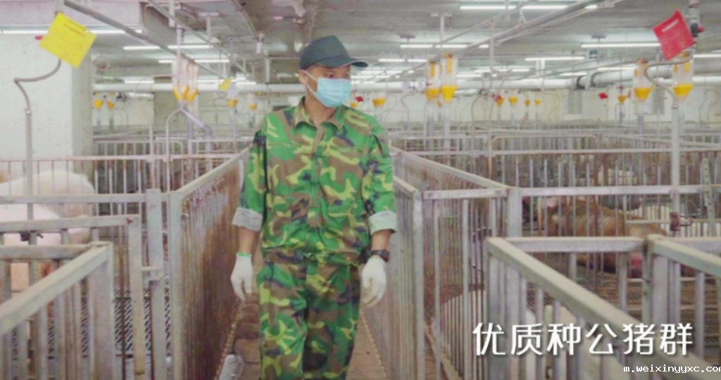 淘汰率高达80%！在扬翔猪场上班可太卷了