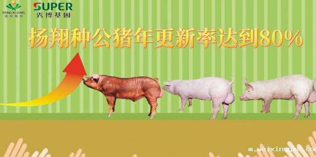 淘汰率高达80%！在扬翔猪场上班可太卷了