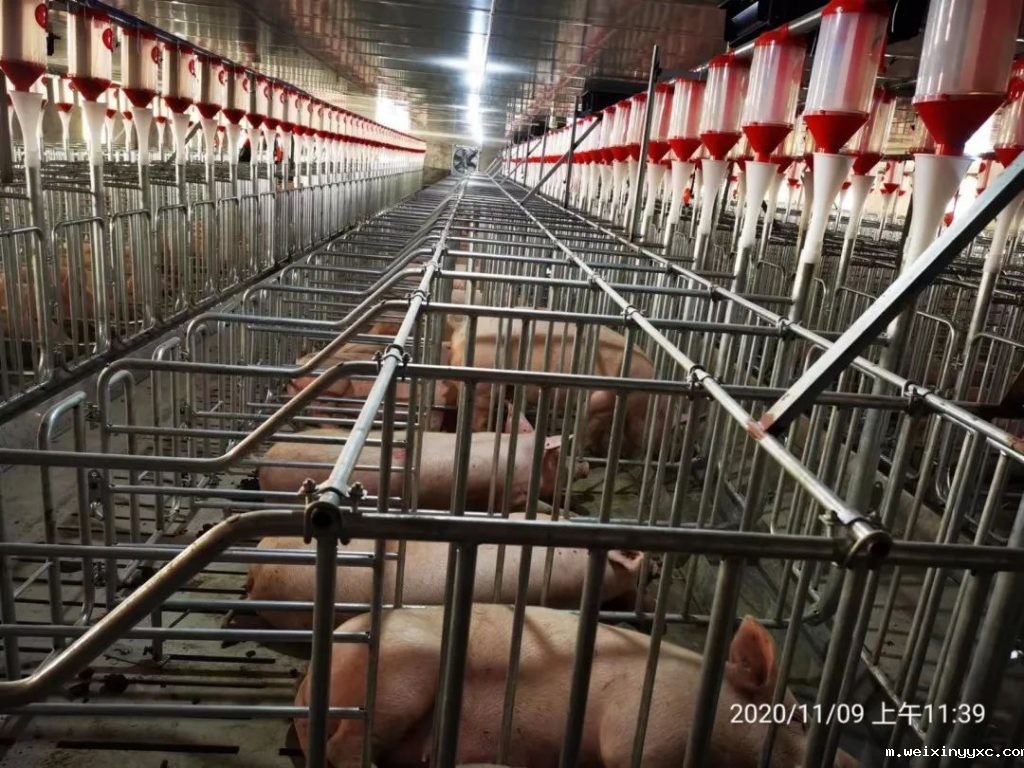 psy26头、产仔数12头、分娩率92%！这家猪场为何如此优秀？