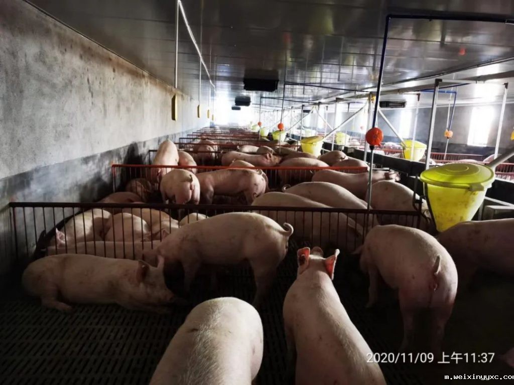 psy26头、产仔数12头、分娩率92%！这家猪场为何如此优秀？