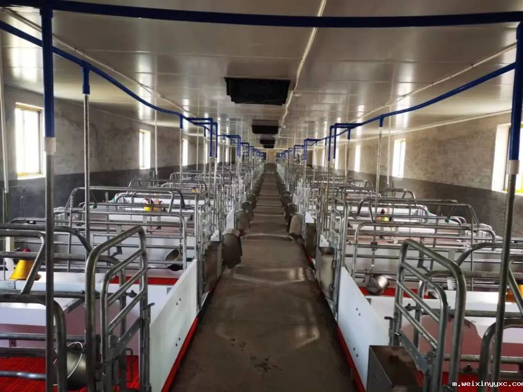 psy26头、产仔数12头、分娩率92%！这家猪场为何如此优秀？