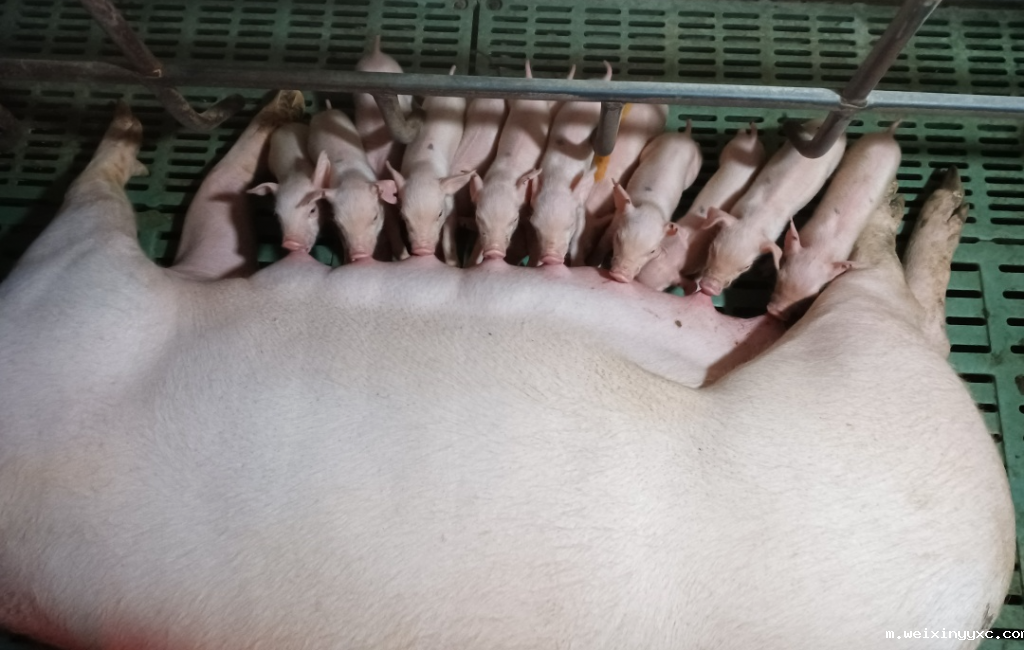 重服务、强营销、创新高！400多名经销商齐聚扬翔谋新发展