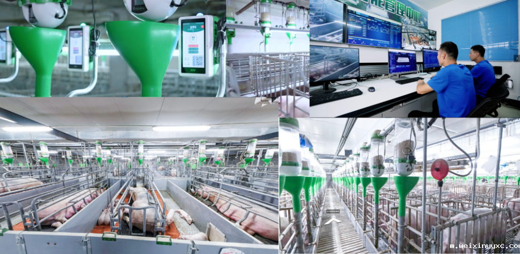 从ChatGPT爆火看智能养猪，养猪人会被取代吗？