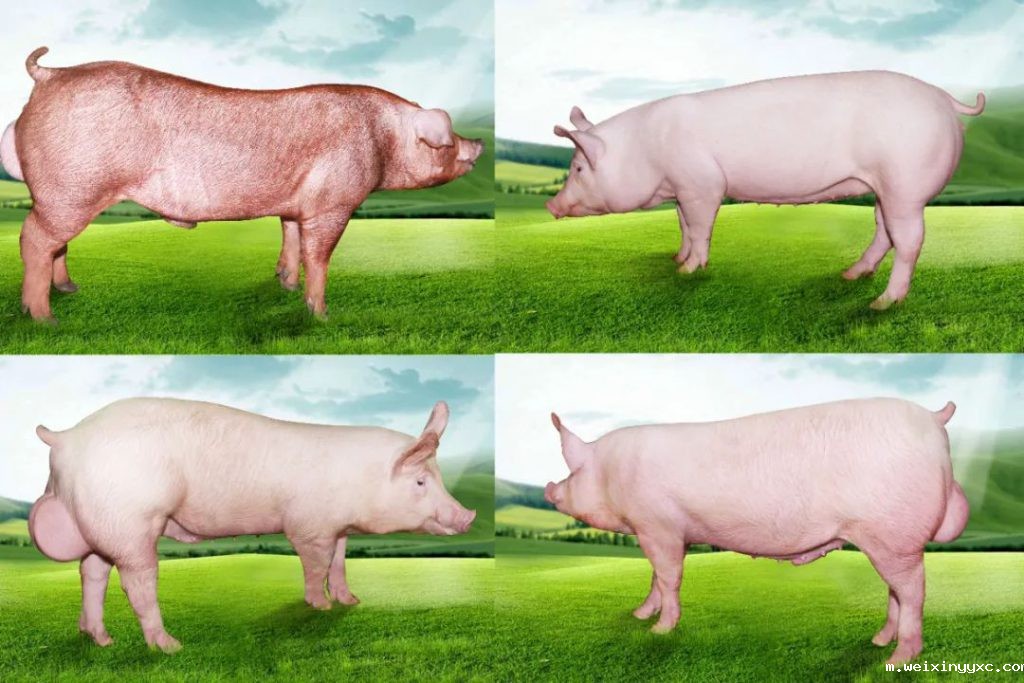 给力！扬翔股份荣登中国500最具价值品牌