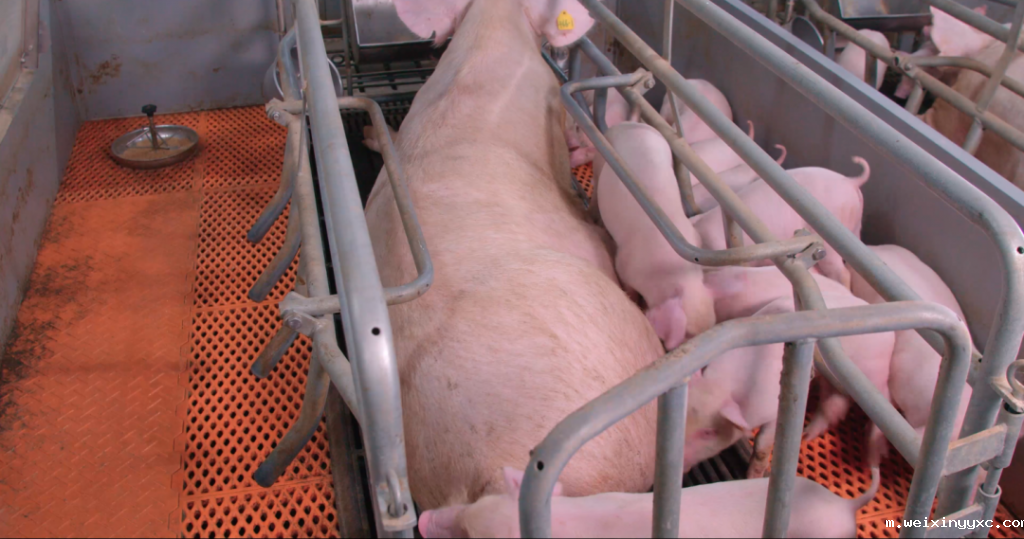 太难了！来看扬翔种猪想顺利“毕业”要经过哪几关→