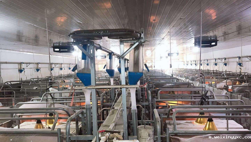 熬下去就是胜利！4000多头规模猪场这样度过低迷期