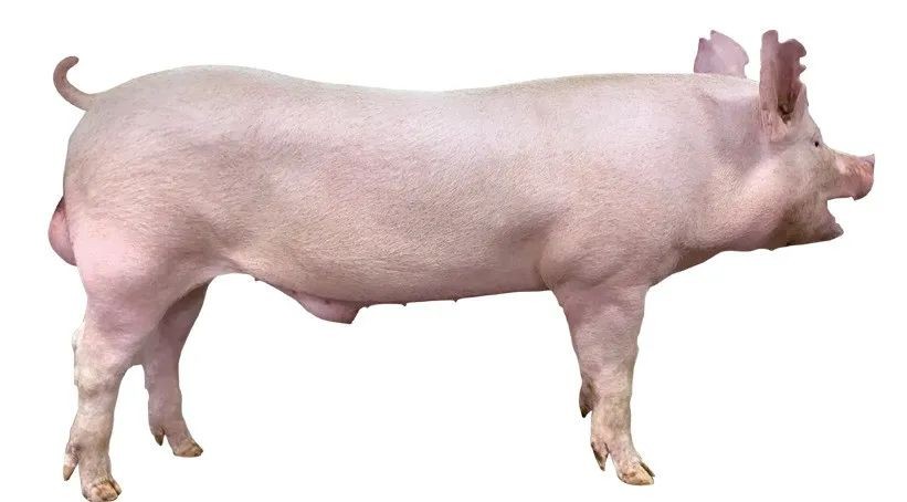 AI，让猪猪找到对的“它”