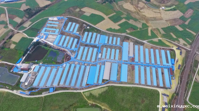 料肉比降低0.07、头均成本节省28元！6700头规模猪场如何降本？