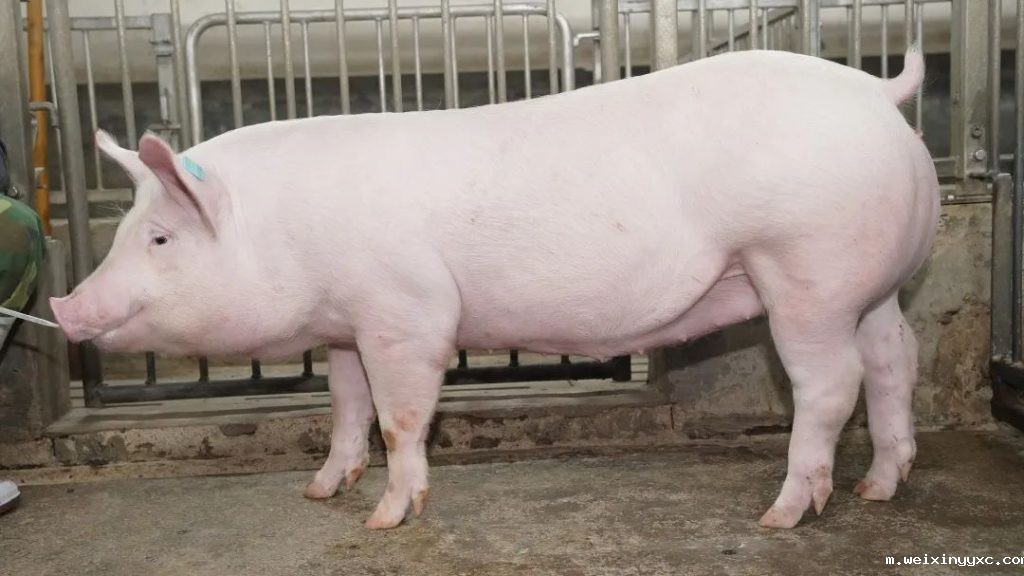 低行情下如何选种？选对种猪让每头母猪每年增收4100元！