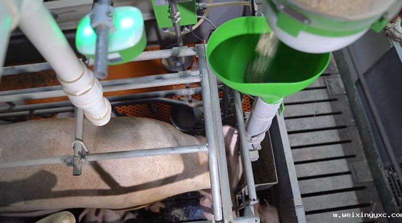 当猪被搬上互联网，数智化育种怎么玩？